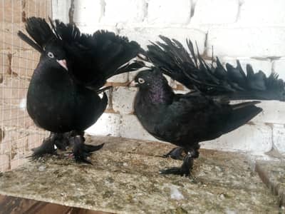 Black Lakky Kabootar Fancy Pigeon