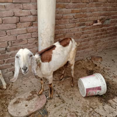 03266382698  bakriya fora sale