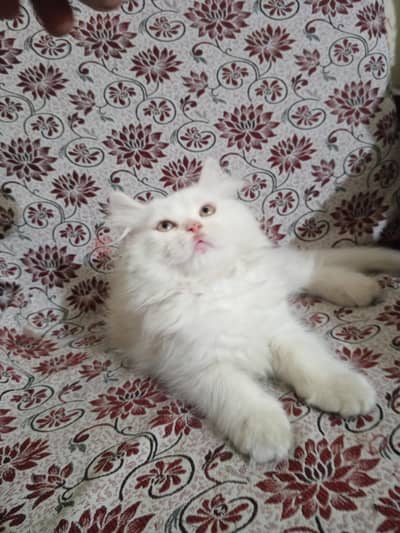 Persian cat 3rd coat for sale WhatsApp number 03416852769