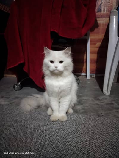 Pure white Persian male