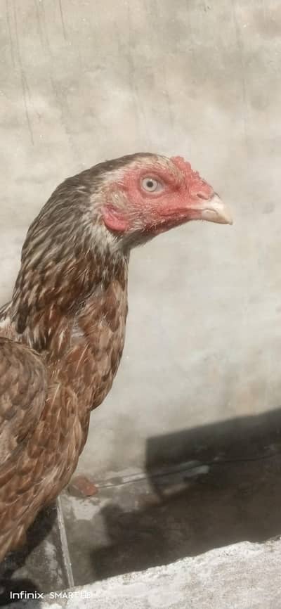 High Quality  Shajri Madi Strong and Healthy, Whatsapp #03302061983