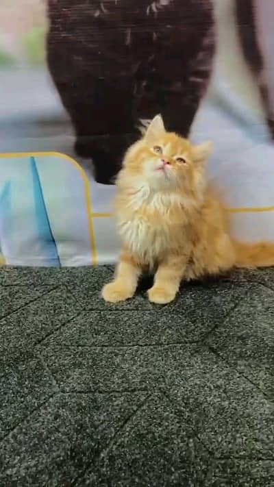 Persian cat for sale male or female my WhatsApp number3313091788