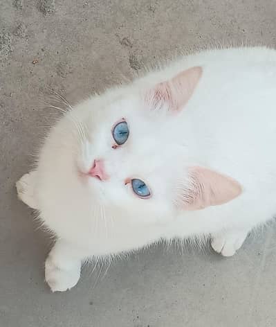 beautiful Persian white female cat adult