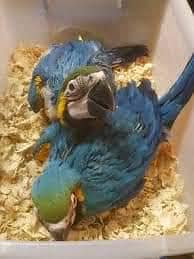 blue and gold macaw chicks for sale age 3 month
