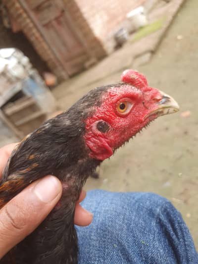 jis Bhai ny k03704606101