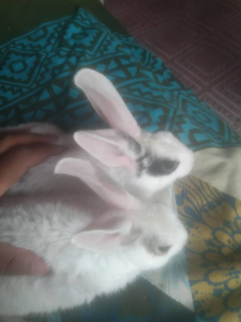 Rabbit couple 0