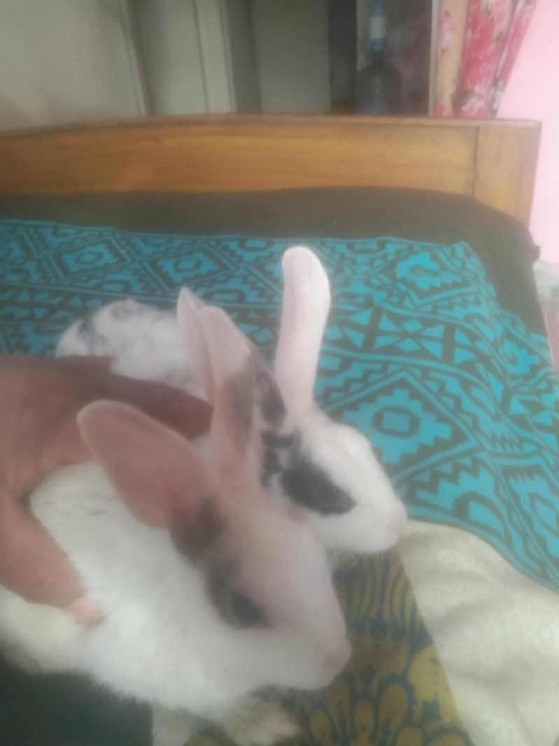 Rabbit couple 1