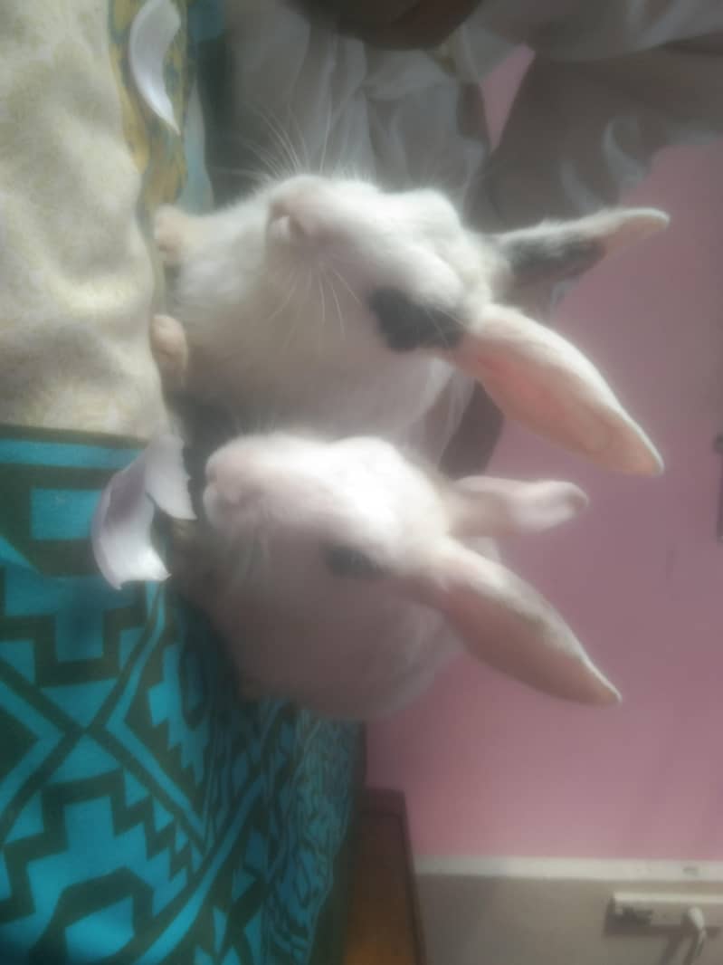 Rabbit couple 2