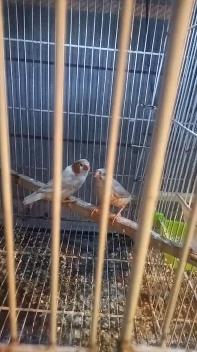 Motation zebra finch