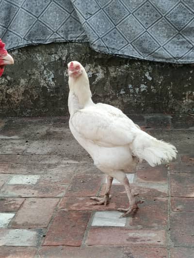 paper White Heera Aseel