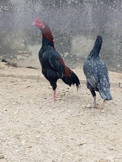lakha saleti & black Madi for sale