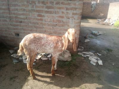 Makhi cheeni bakri pat for sale