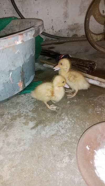 duck chick pair