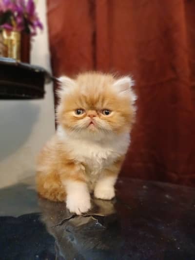 Show Quality Persian Kittens|Fluffy |Triple Coat | Peke Face/piki