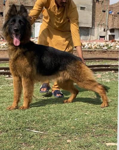 German shepherd confirm breedar female 14 month age available