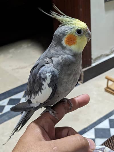 Hand Tamed Cockatiel for Sale – Healthy & Friendly Pet Bird