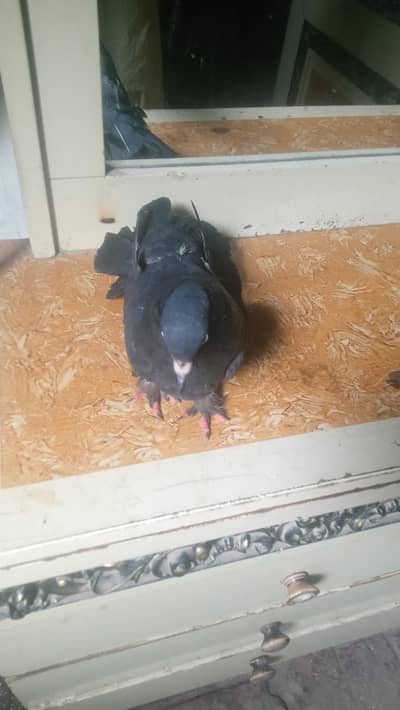 بلیک پموز کبوتر کا جوڑا