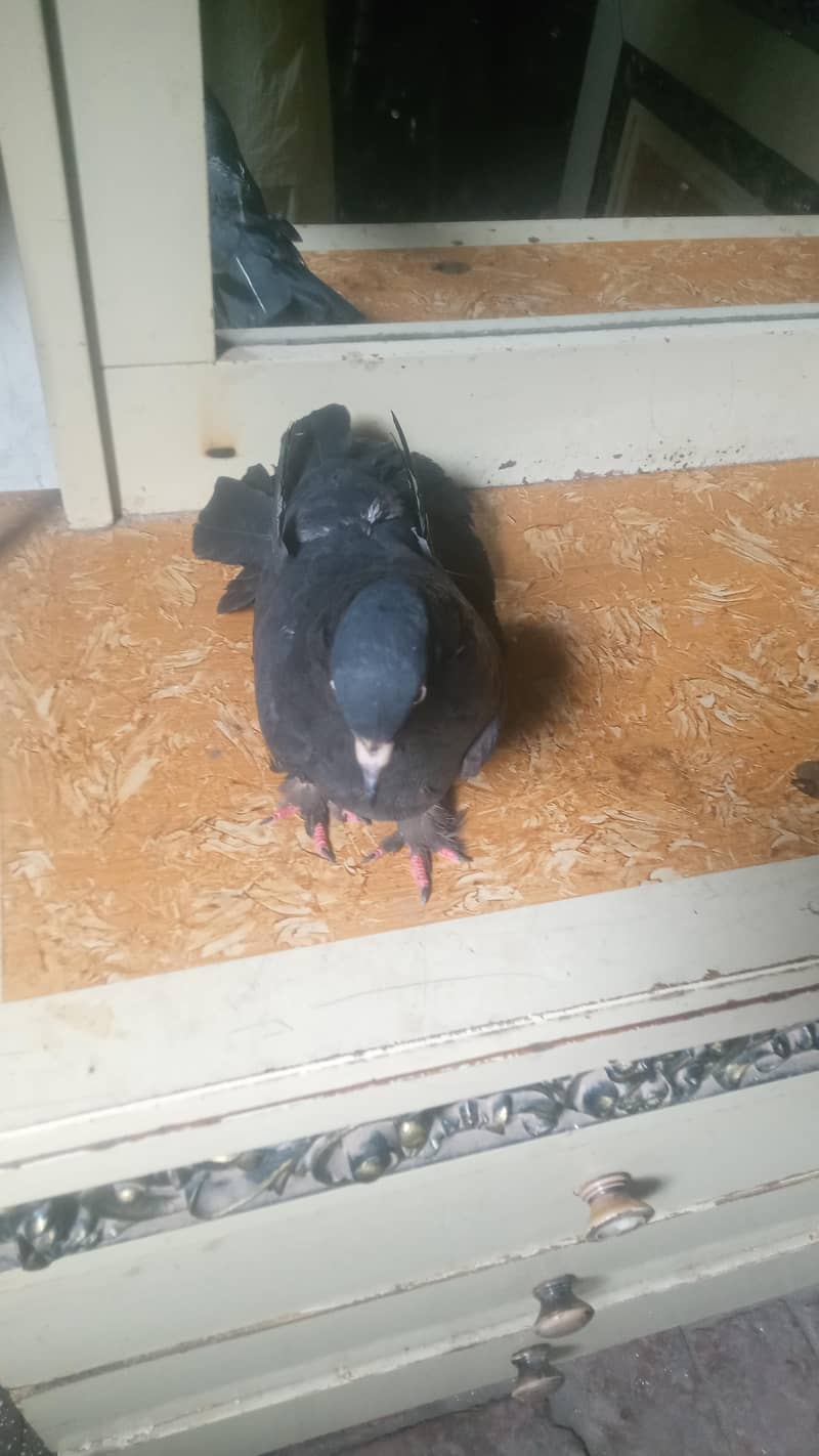 بلیک پموز کبوتر کا جوڑا 0