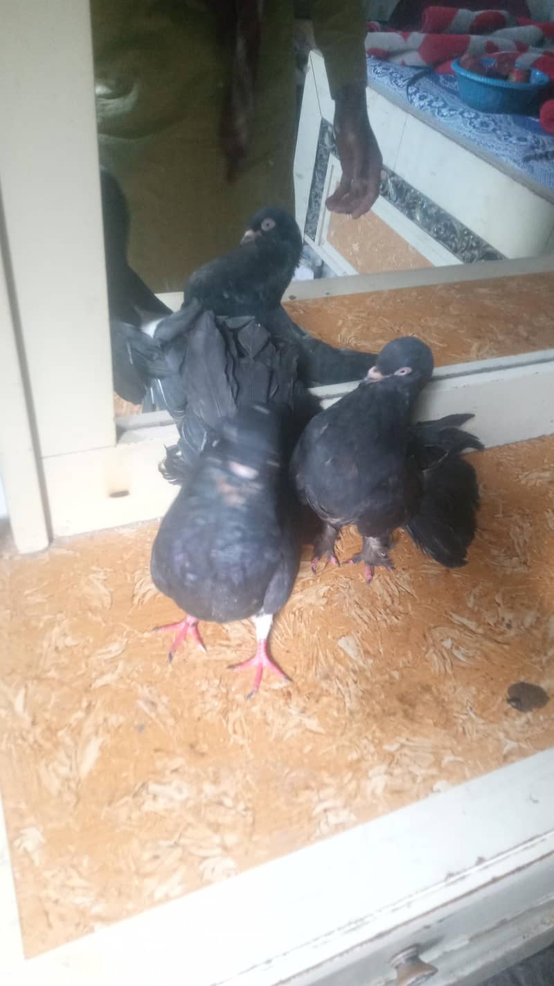 بلیک پموز کبوتر کا جوڑا 1