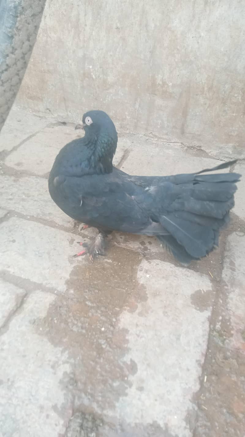 بلیک پموز کبوتر کا جوڑا 2