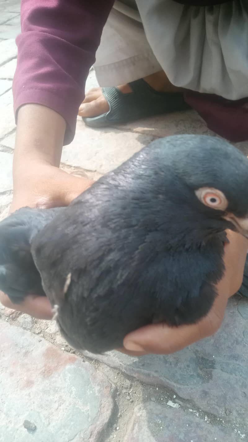 بلیک پموز کبوتر کا جوڑا 3