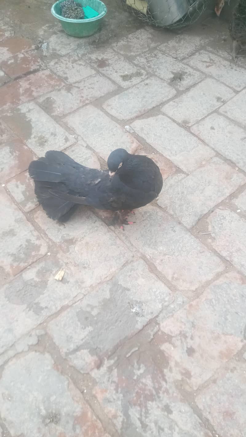 بلیک پموز کبوتر کا جوڑا 4