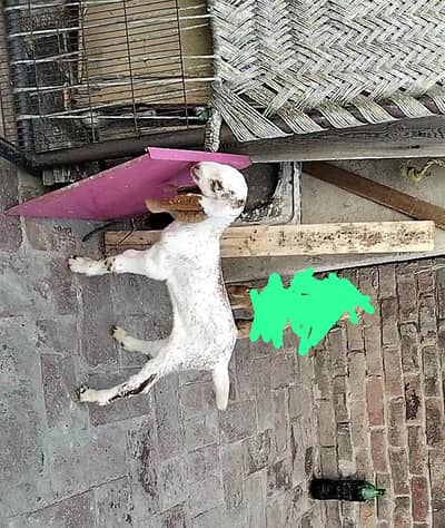 Makhi Cheeni Female Kid