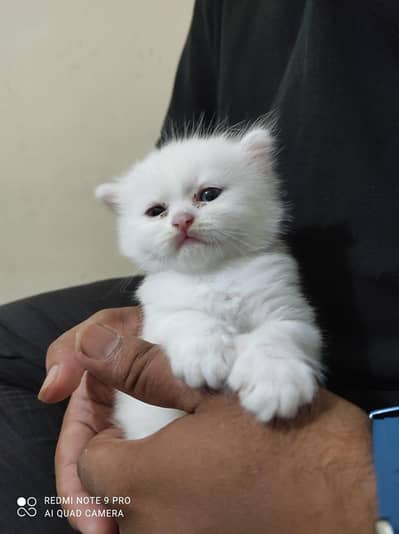 Persian white kittens