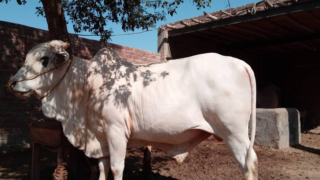 وچھا ۔بچھڑا ۔گابا برائے فروخت 0