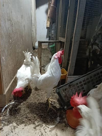 Murghay available home breed healthy and active