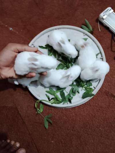 white red eyes rabbits for sale very cute rabbits