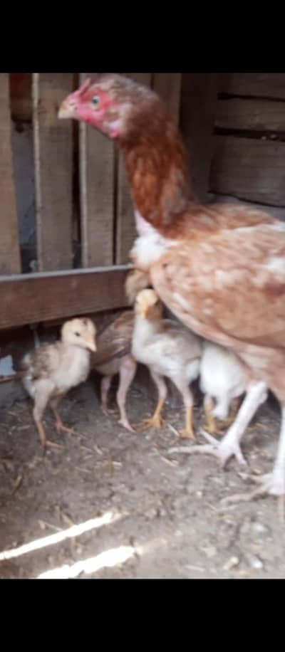 Top quality aseel hen with chiks 03204048942