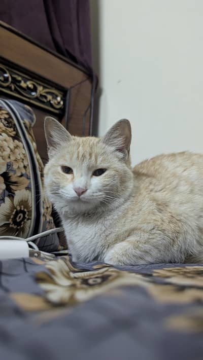 CAT FOR DONATION NO COST