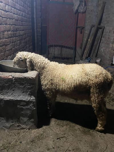 top quality Mundra for sale age 5 month active