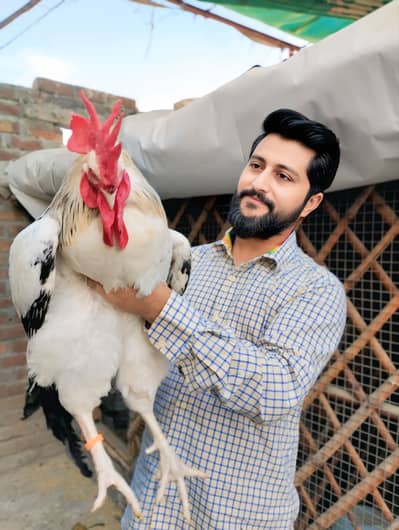 Light sussex|White Austrolorp | Rir heritage | chicks| blue australorp