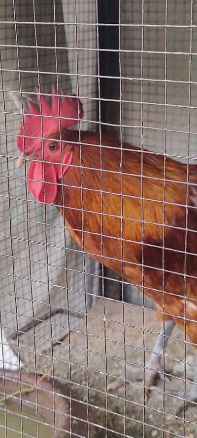 Young, active and egg lying