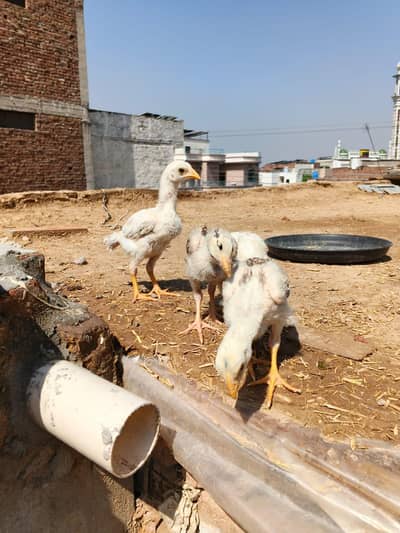 Aseel mianwali chicks Aseel heera chicks Aseel chicks