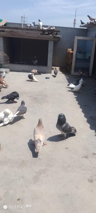 Gola kabutar Lertey huve he