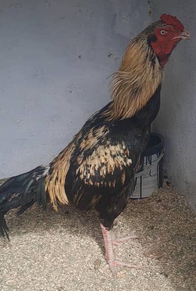 High Quality Aseel Bird