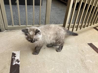 persian cat color smokey grey 6 Months Age