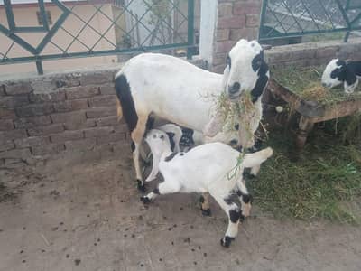 bital barki for sale 03/466/491/560 is ta Rabat kro