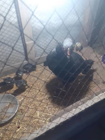 7 thai chicks aseel or 1 murgi aseel 1shamo morgi