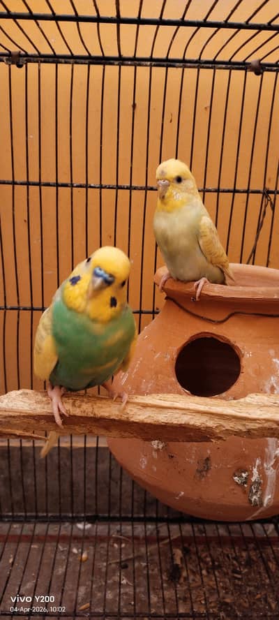 Budgies breeding pair with eggs and chicks & fawn java ready to breed