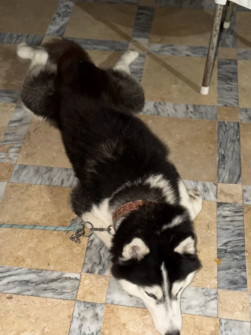 Husky pair — photo 2