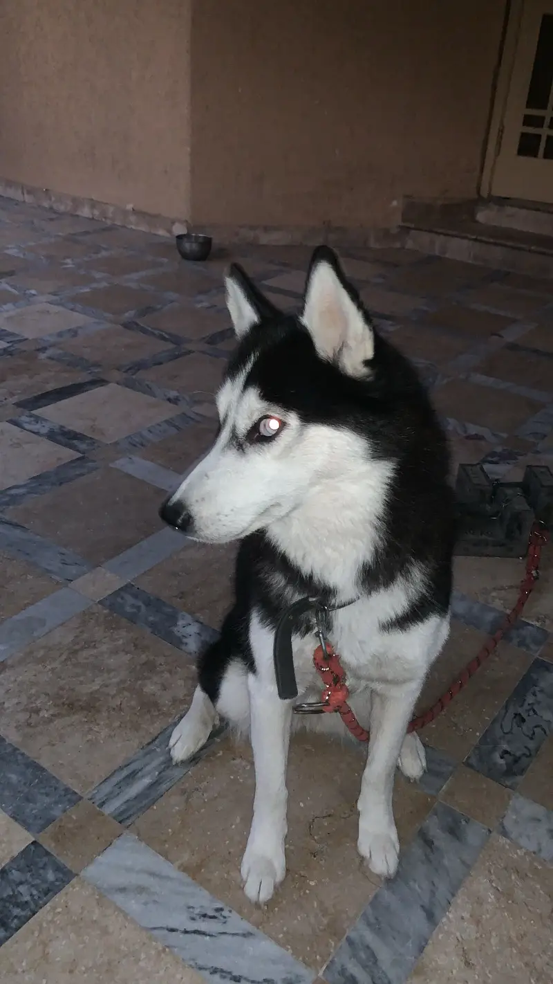 Husky pair — photo 3