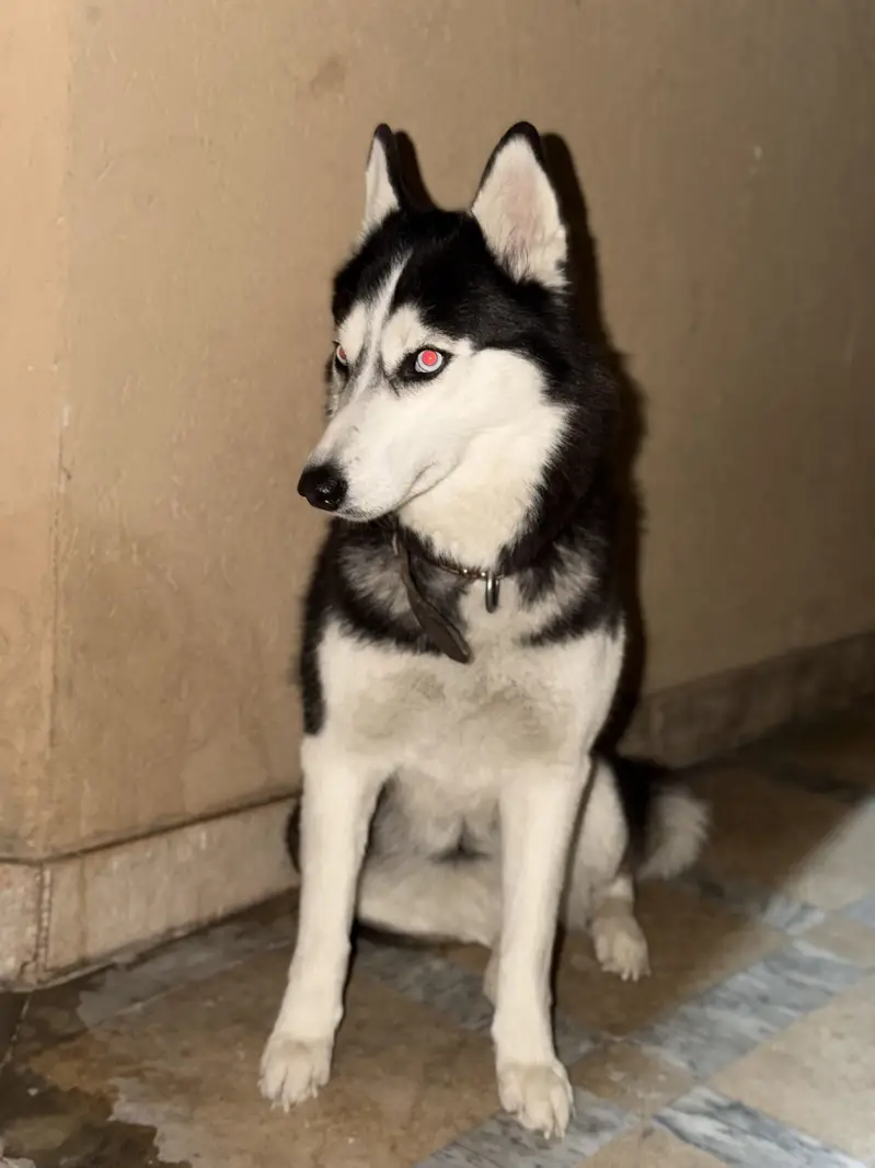 Husky pair — photo 4
