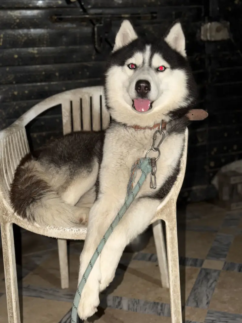 Husky pair — photo 5