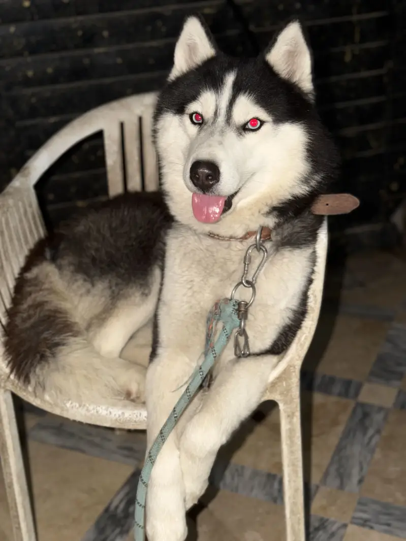 Husky pair — photo 6
