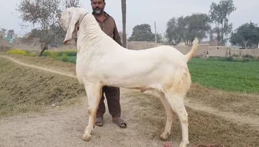 Qurbani Bakra 2 Teeth Donda Healthy Call me 03460423873