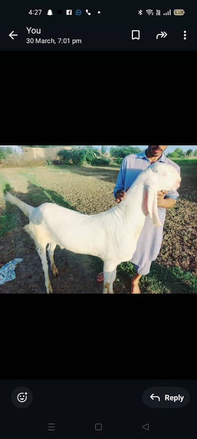 rajanpuri Bakra pure rajanpuri Bakra do dant